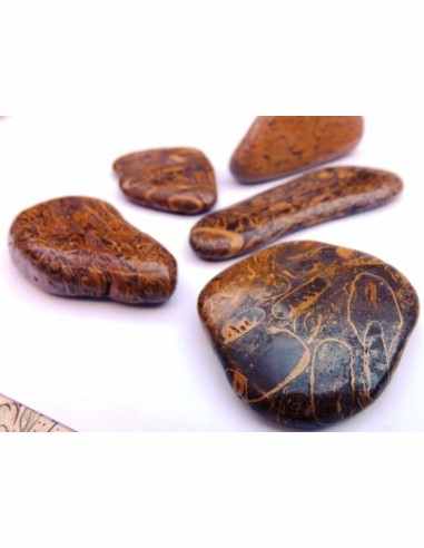 Jaspe fossiles, langenJaspis