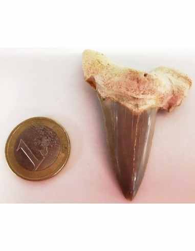 Dent roquin Megalodon fossile