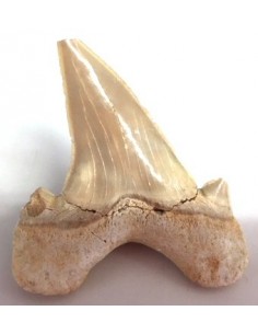 Dent roquin Megalodon fossile 2