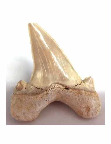 Dent roquin Megalodon fossile