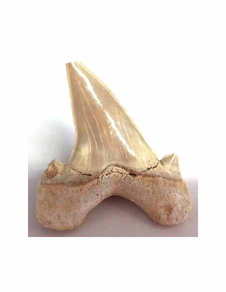 Dent roquin Megalodon fossile Dent roquin Megalodon fossile