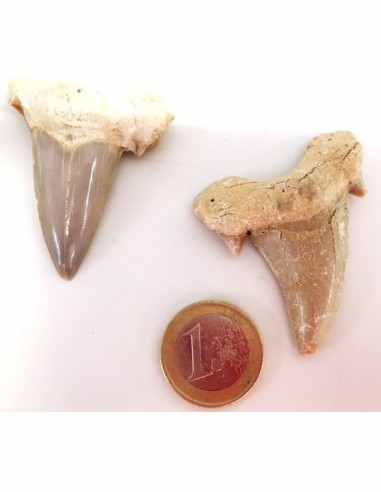 Dent roquin Megalodon fossile