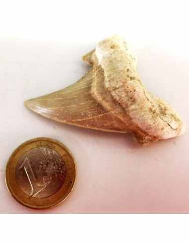 Dent roquin Megalodon fossile