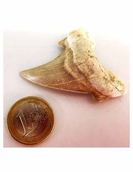 Dent roquin Megalodon fossile Dent roquin Megalodon fossile