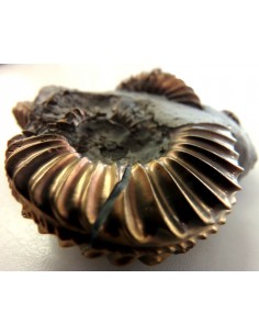 Pleuroceras Jurassic chalcopyrite 2