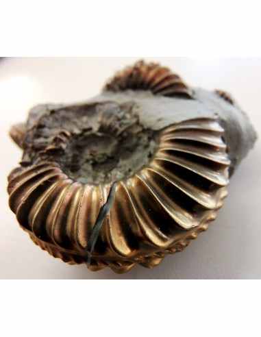 Pleuroceras Jurassic chalcopyrite