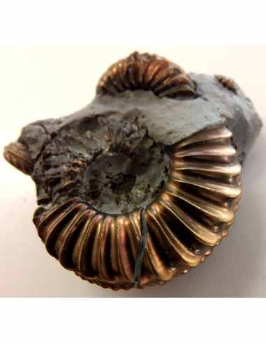 Pleuroceras Jurassic chalcopyrite