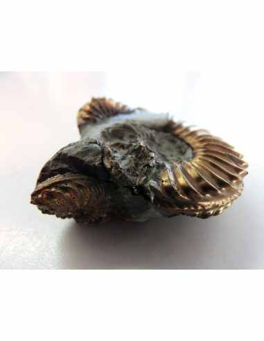 Pleuroceras Jurassic chalcopyrite