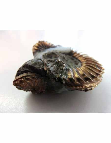 Pleuroceras Jurassic chalcopyrite