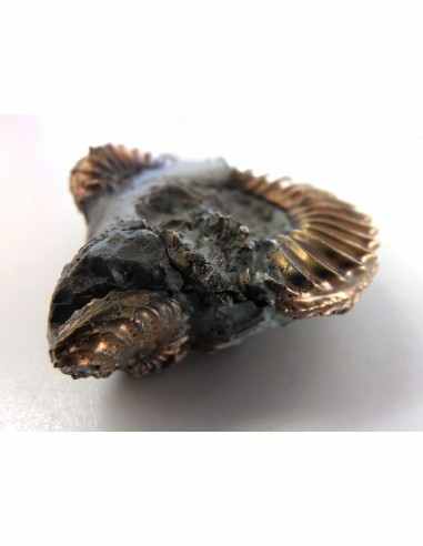 Pleuroceras Jurassic chalcopyrite