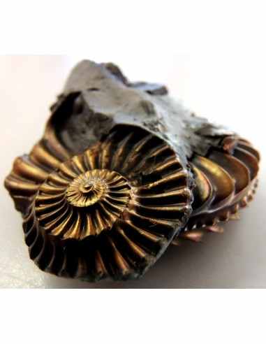 Pleuroceras Jurassic chalcopyrite