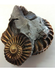 Pleuroceras Jurassic chalcopyrite