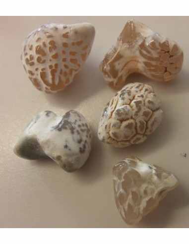 Agate peau de serpent  5 a 9g