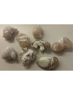 Agate peau de serpent brute