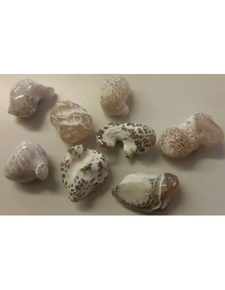 Agate peau de serpent brute