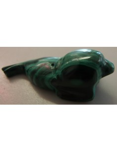 Lion marin otarie malachite