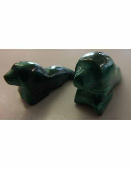 Lion marin otarie malachite