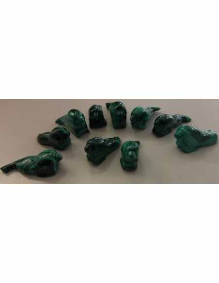 Lion marin otarie malachite