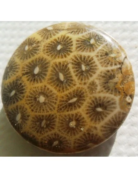 Corail fossilisé pierre percé Corail fossilisé pierre percé