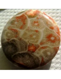 Corail fossilisé pierre percé 2