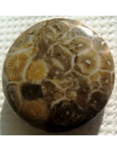 Corail fossilisé pierre percé