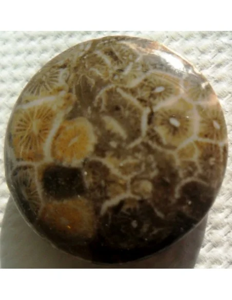 Corail fossilisé pierre percé Corail fossilisé pierre percé