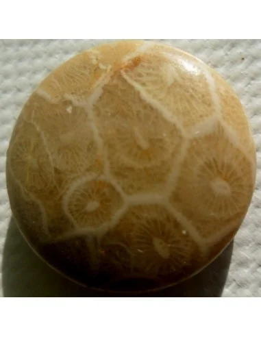 Corail fossilisé pierre percé