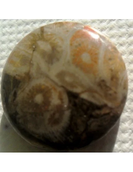 Corail fossilisé pierre percé Corail fossilisé pierre percé