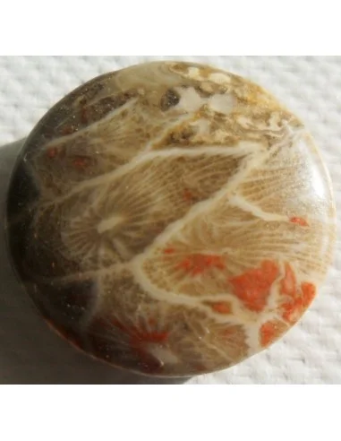 Corail fossilisé pierre percé