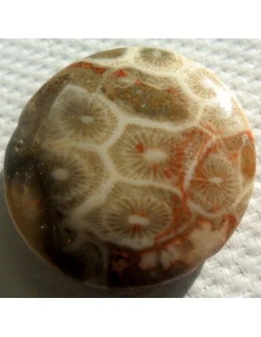 Corail fossilisé pierre percé