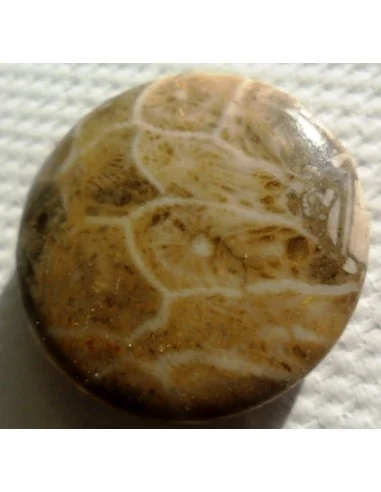 Corail fossilisé pierre percé