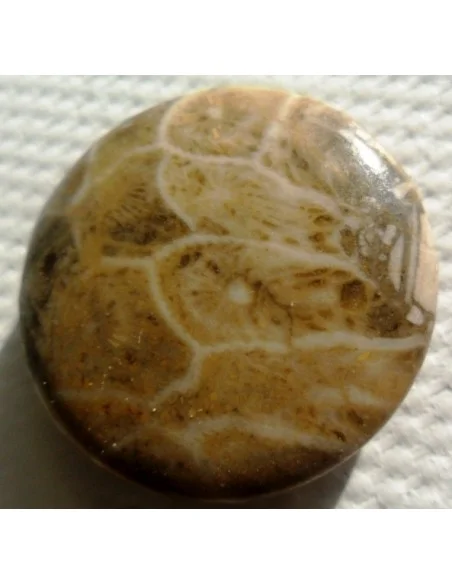 Corail fossilisé pierre percé Corail fossilisé pierre percé