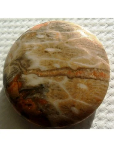 Corail fossilisé pierre percé