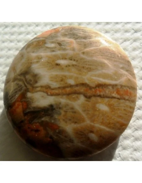 Corail fossilisé pierre percé Corail fossilisé pierre percé