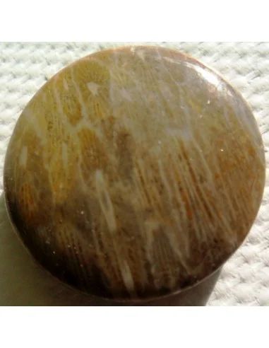 Corail fossilisé pierre percé