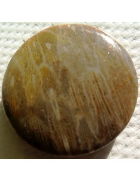 Corail fossilisé pierre percé Corail fossilisé pierre percé