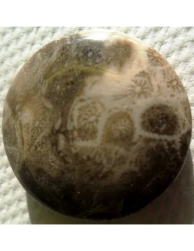 Corail fossilisé pierre percé