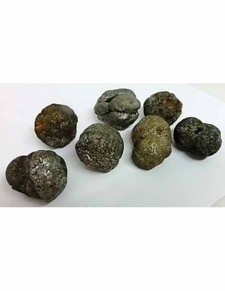 Pinas sceptre, pinas royale