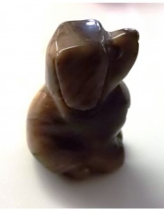 Chien Oeil de tigre