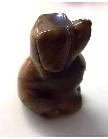 Chien Oeil de tigre Chien Oeil de tigre