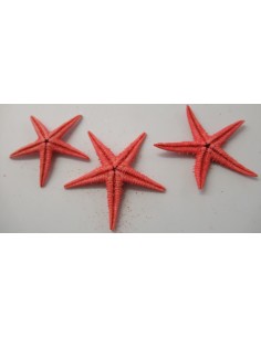 Etoile de mer