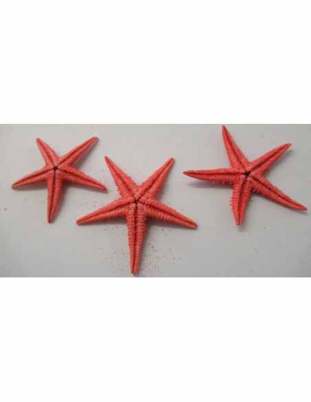 Etoile de mer Etoile de mer