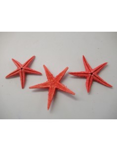 Etoile de mer 2