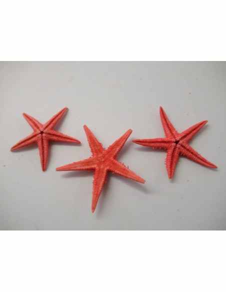 Etoile de mer Etoile de mer
