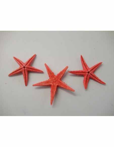 Etoile de mer Etoile de mer