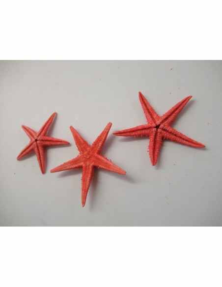 Etoile de mer Etoile de mer