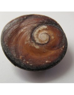 Oeil de sainte Lucie brut 1€ 2