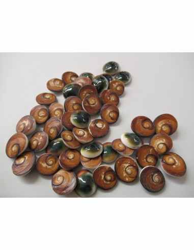 Oeil de sainte Lucie brut 1€