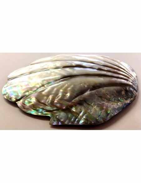 Coquillage opalisé pour recharger et purifier pierres