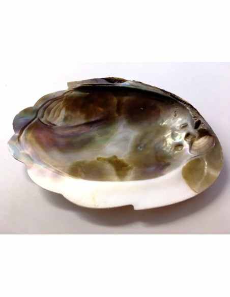 Coquillage opalisé pour recharger et purifier pierres